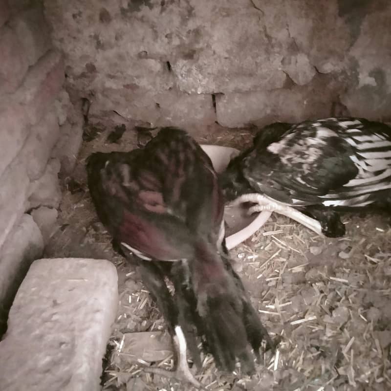 اصیل کے 3 نر اور 3 مادہ فروخت کے لیے 4
