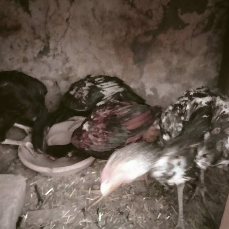 اصیل کے 3 نر اور 3 مادہ فروخت کے لیے 5