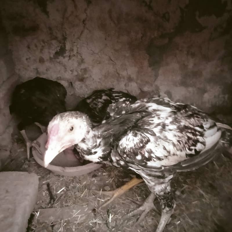 اصیل کے 3 نر اور 3 مادہ فروخت کے لیے 6