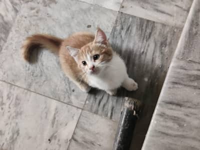Ginger color 2 females vaccinated for exchange Read Add