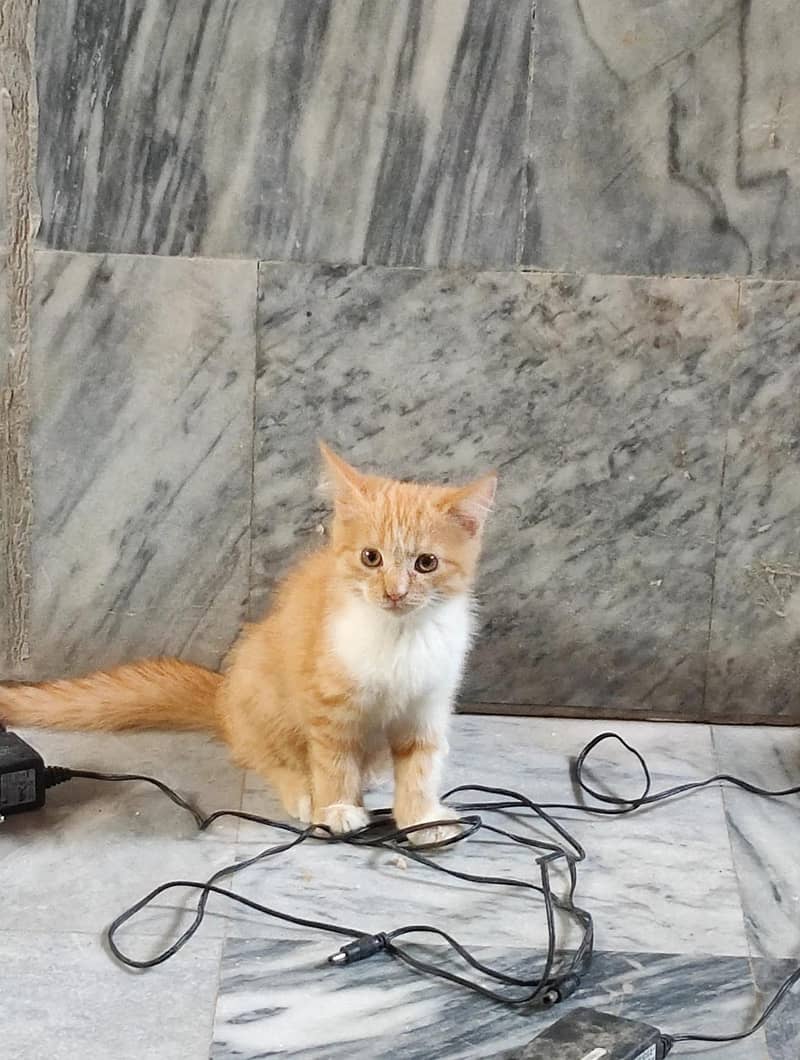 Ginger color 2 females vaccinated for exchange Read Add - Cats - 1120457076