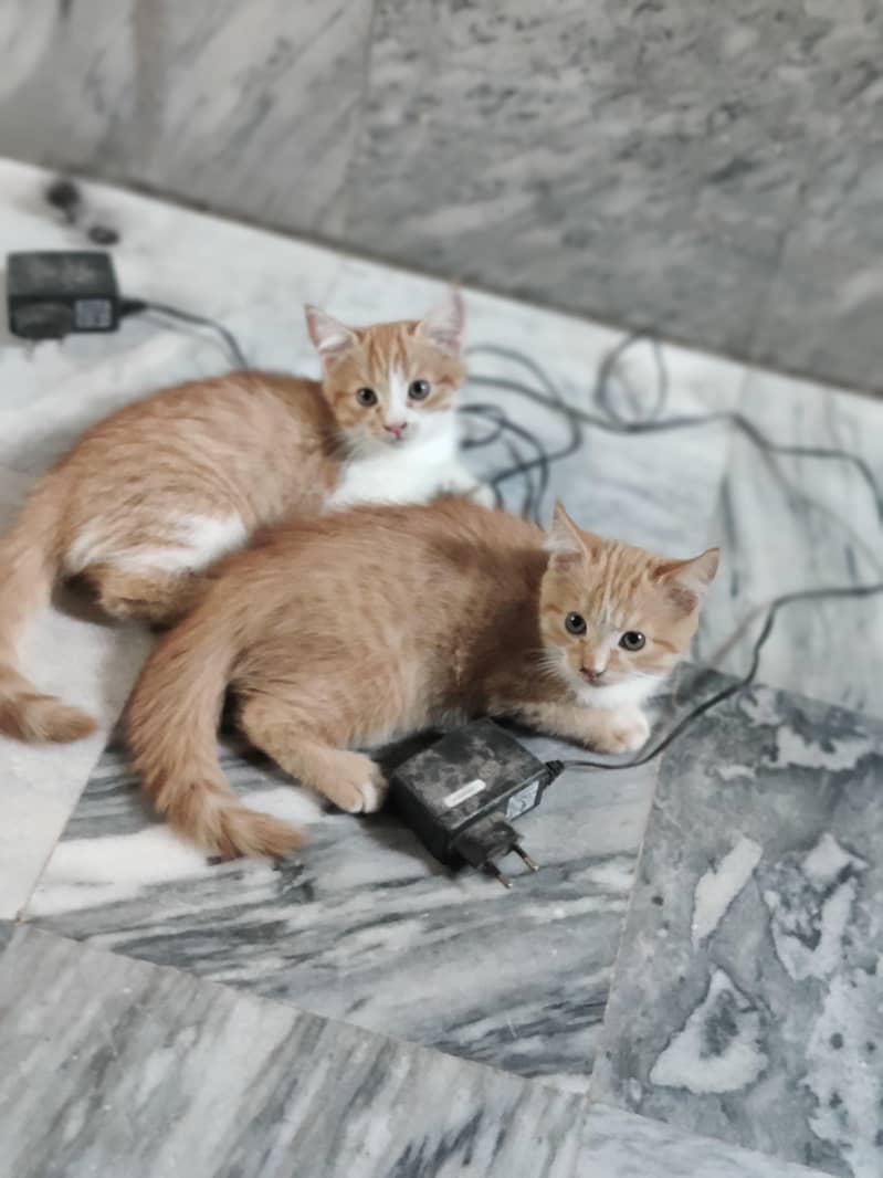 Ginger color 2 females vaccinated for exchange Read Add - Cats - 1120457076