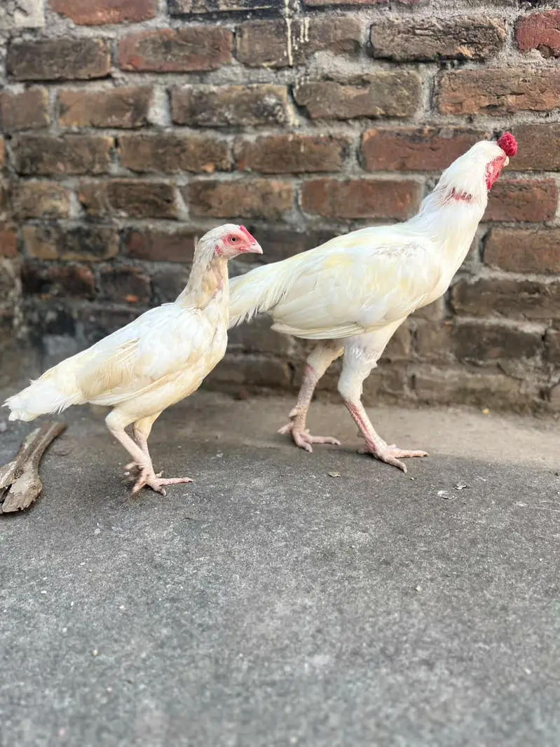 paper white pair available — photo 7