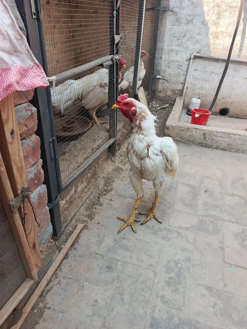 Aseel Heera Murga — photo 5