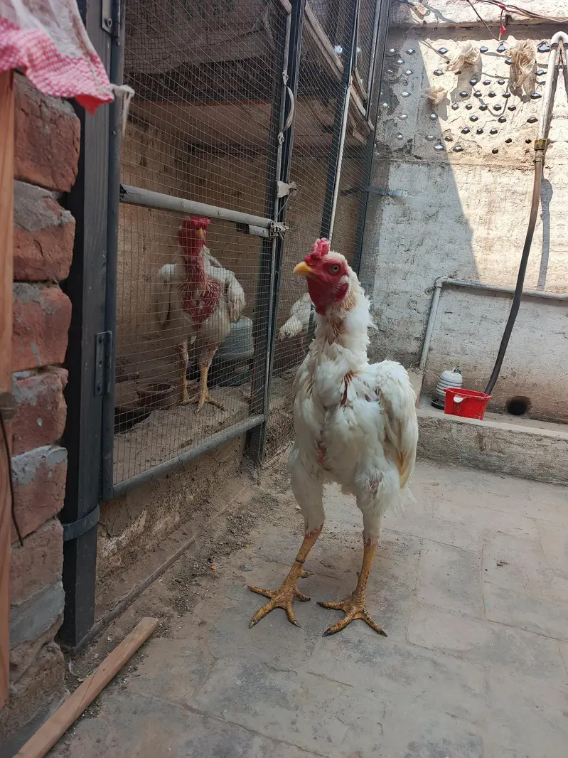Aseel Heera Murga — photo 7