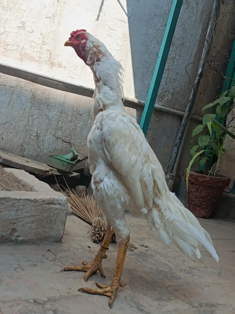 Aseel Heera Murga — photo 9