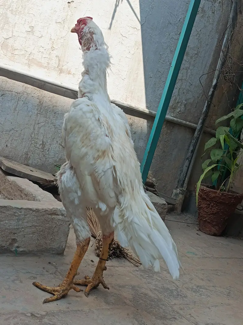 Aseel Heera Murga — photo 10