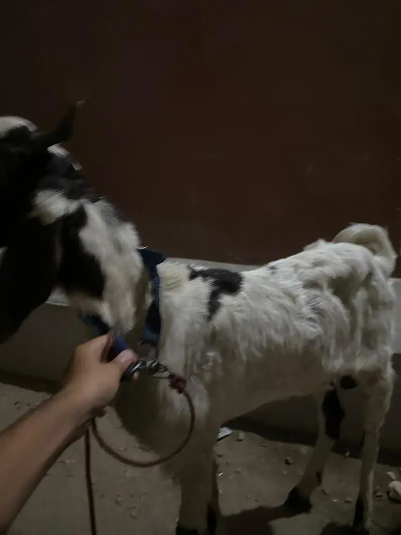 Healthy goats for sale 1 Baqra 1 Baqri — photo 2