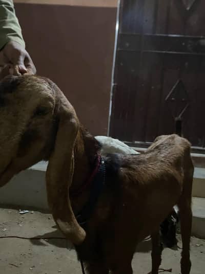 Healthy goats for sale  1 Baqri