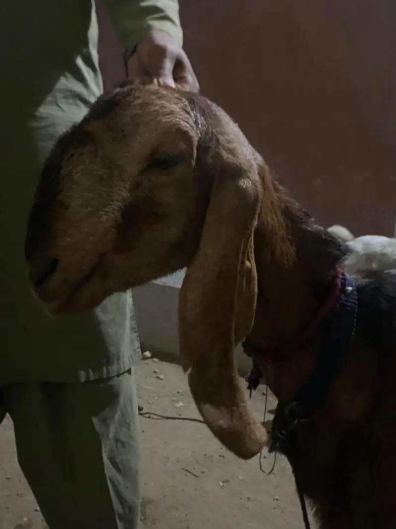 Healthy goats for sale 1 Baqra 1 Baqri — photo 5