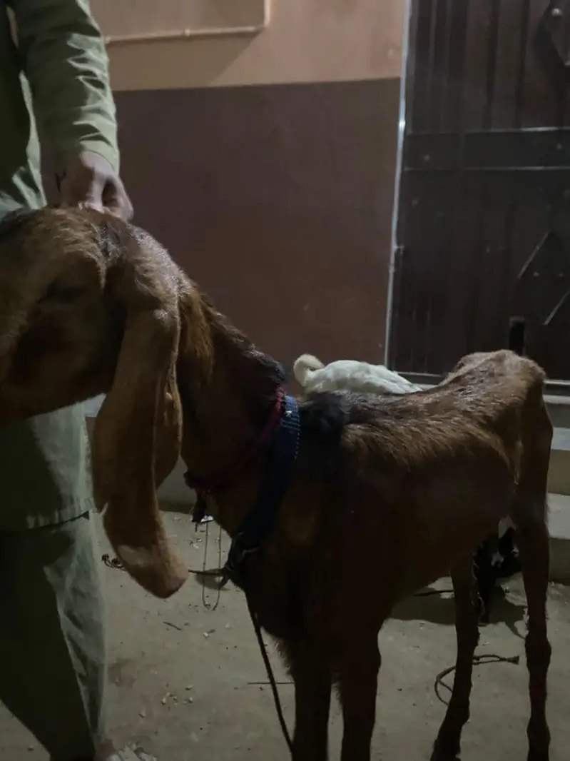 Healthy goats for sale 1 Baqra 1 Baqri — photo 6