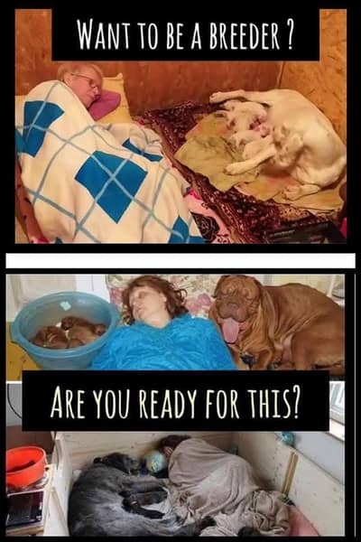 Dog Trainer