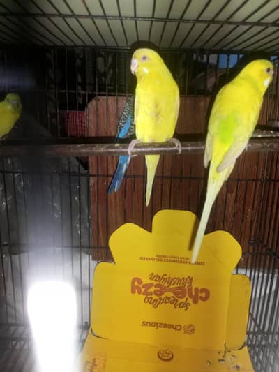 Latino red eye budgie