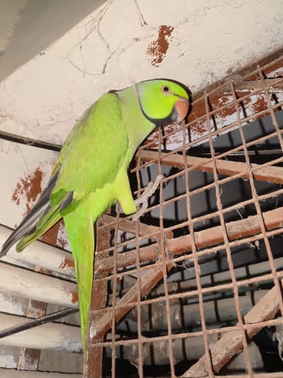 green ringneck parrot for sale