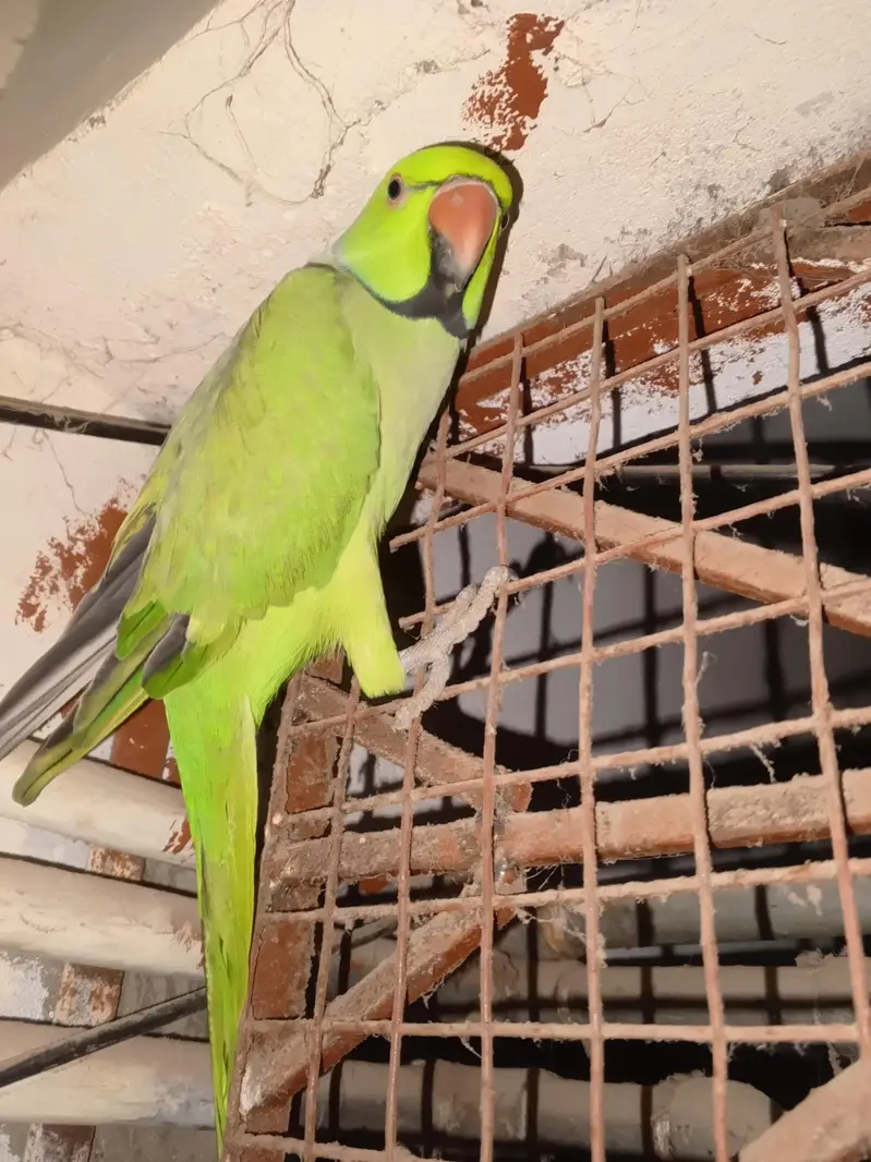 green ringneck parrot for sale — photo 2