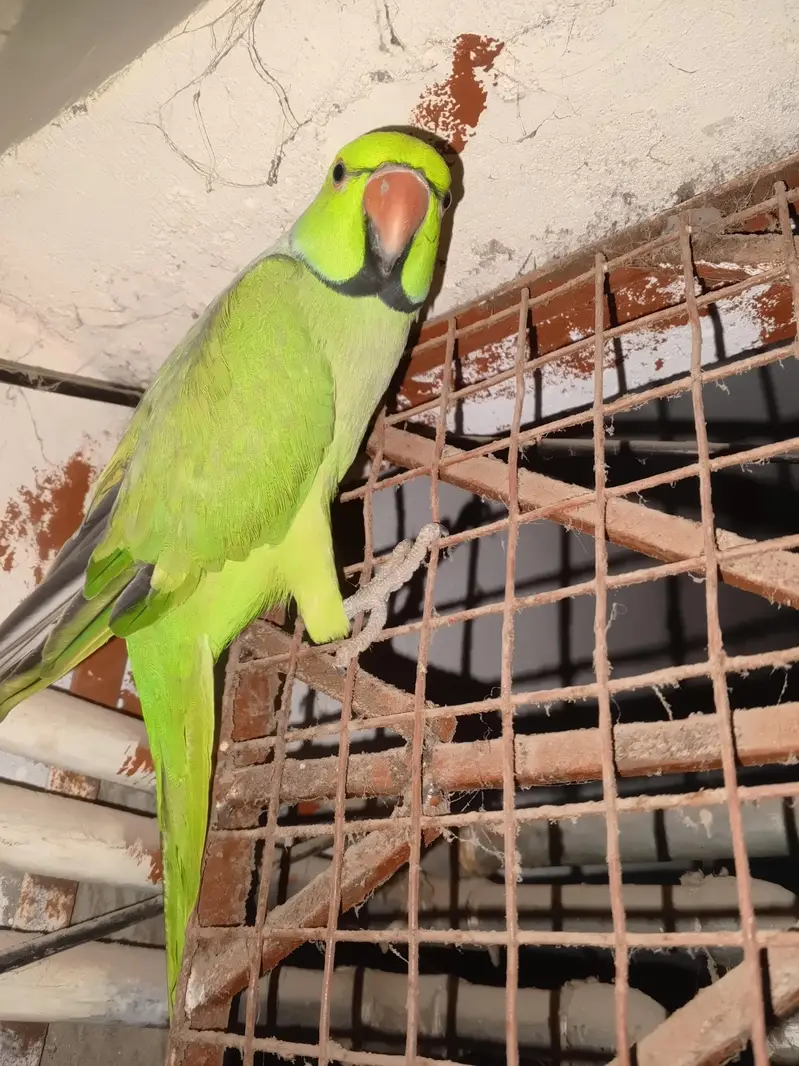 green ringneck parrot for sale — photo 3