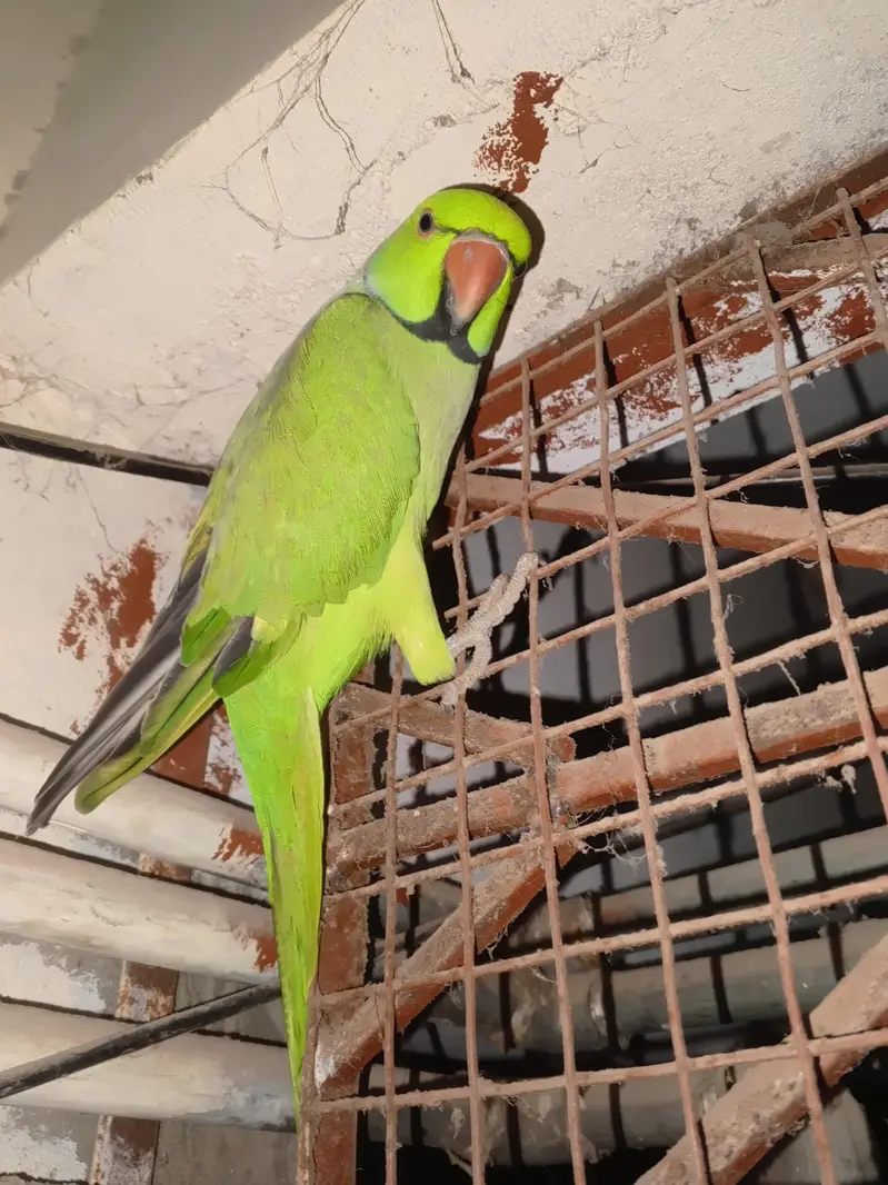 green ringneck parrot for sale — photo 4