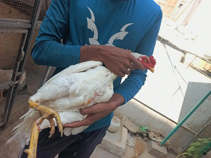 Aseel Heera Murga — photo 4