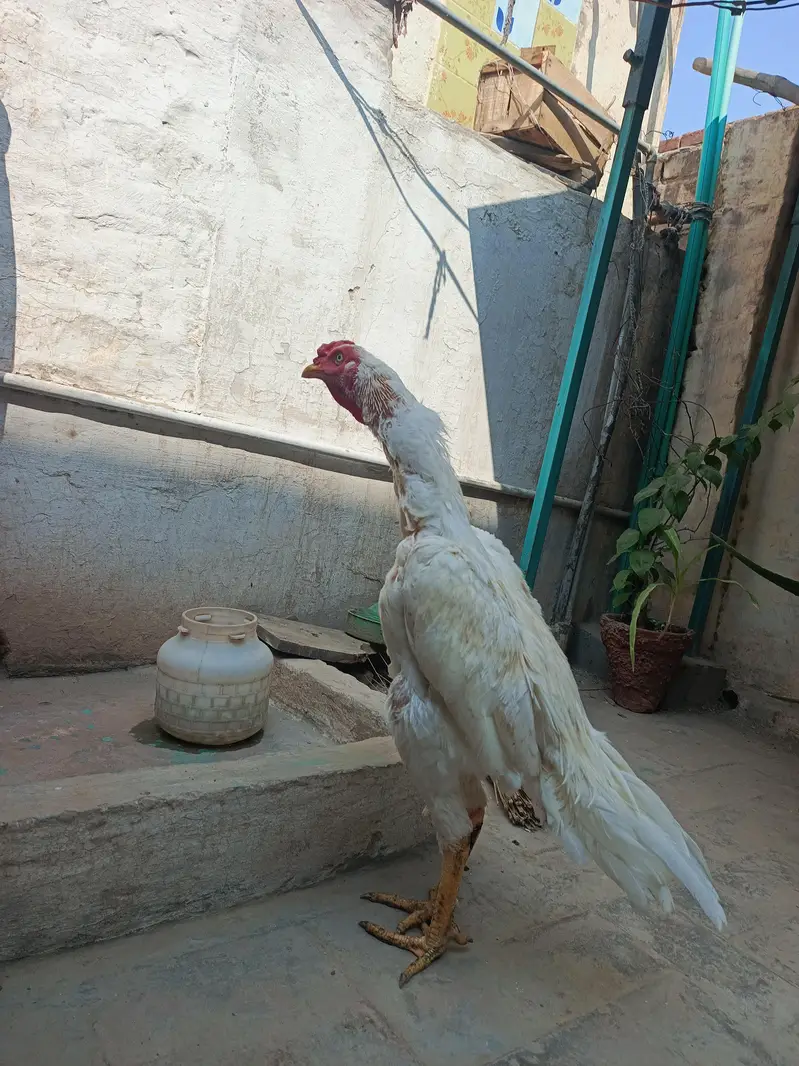 Aseel Heera Murga — photo 5
