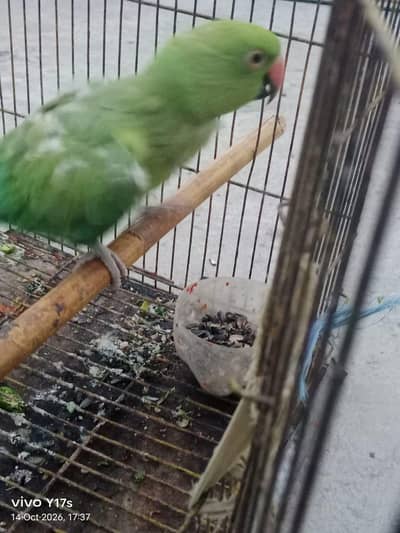 parrot for sale full active