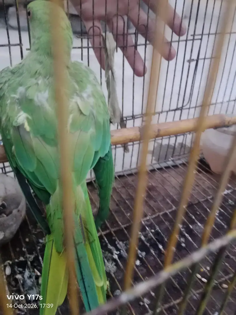 parrot for sale full active — photo 2