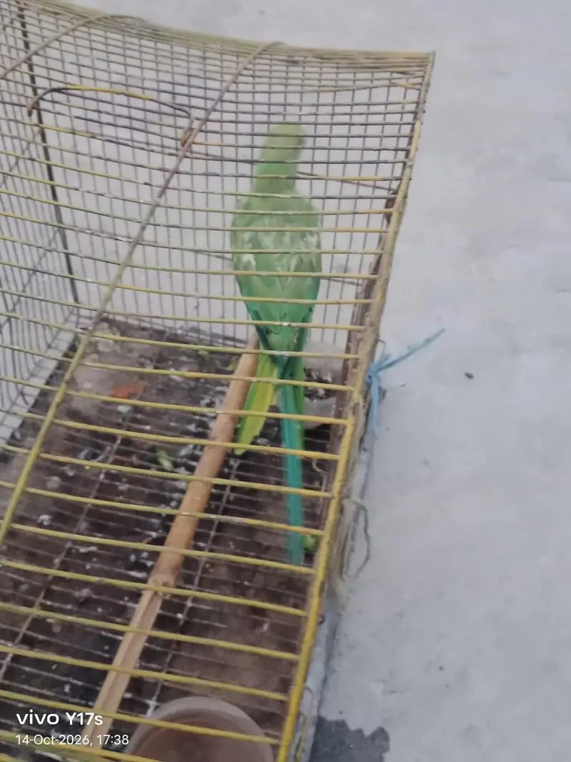 parrot for sale full active — photo 3