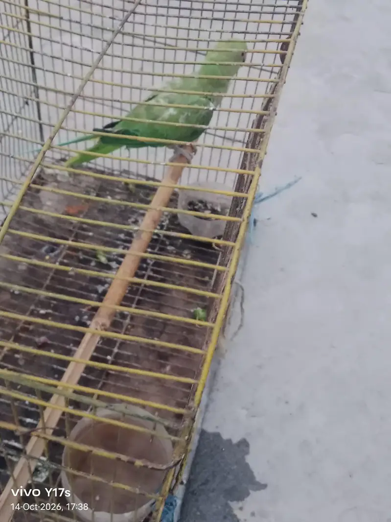 parrot for sale full active — photo 4
