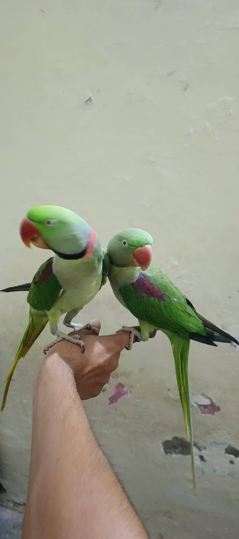 RAW parrots pair 0