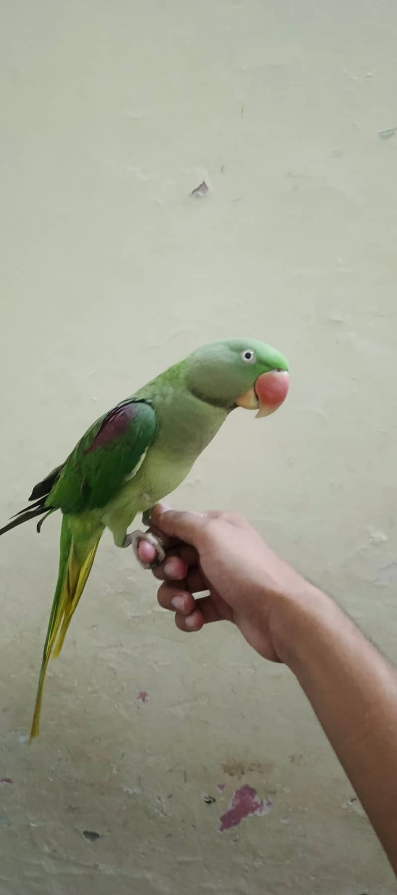 RAW parrots pair 2