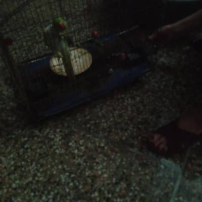 parrot