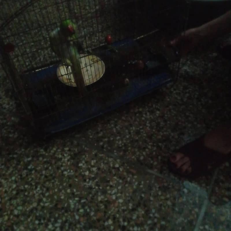 parrot 0