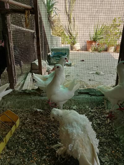 Maltese pigeons