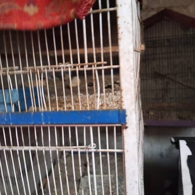 cage 2.5/3.5 ka size