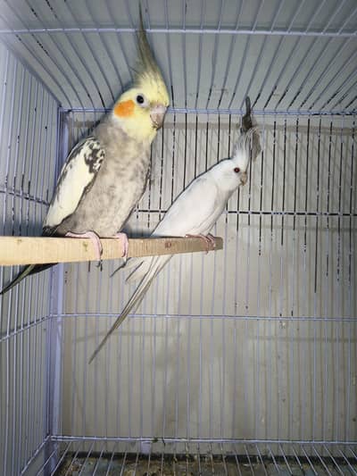 Cocktail pair or Cage for sale