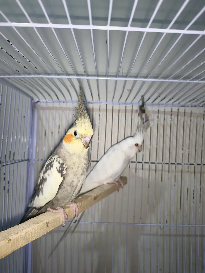 Cocktail pair or Cage for sale — photo 3