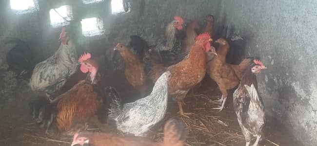 15piece of male and female