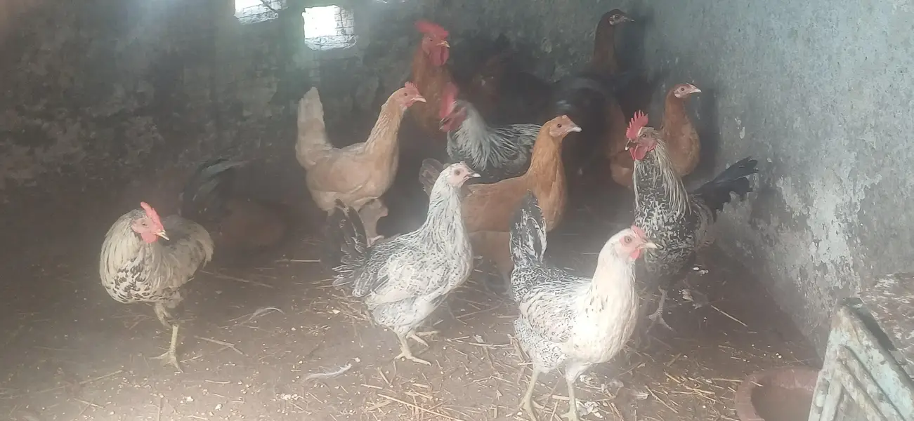 15piece of male and female — photo 4