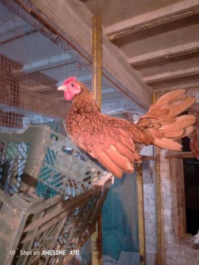 fancy hens