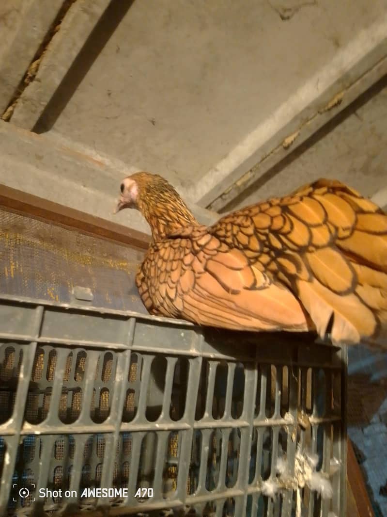 fancy hens 1