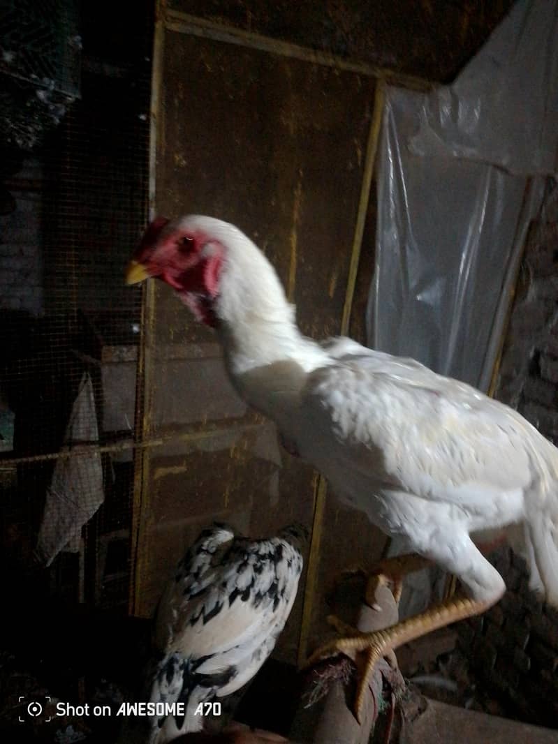 fancy hens 2