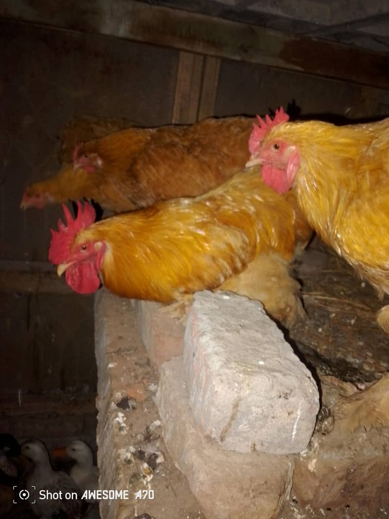 fancy hens 3