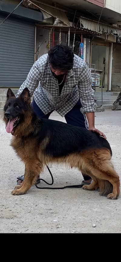 German shepherd stud service