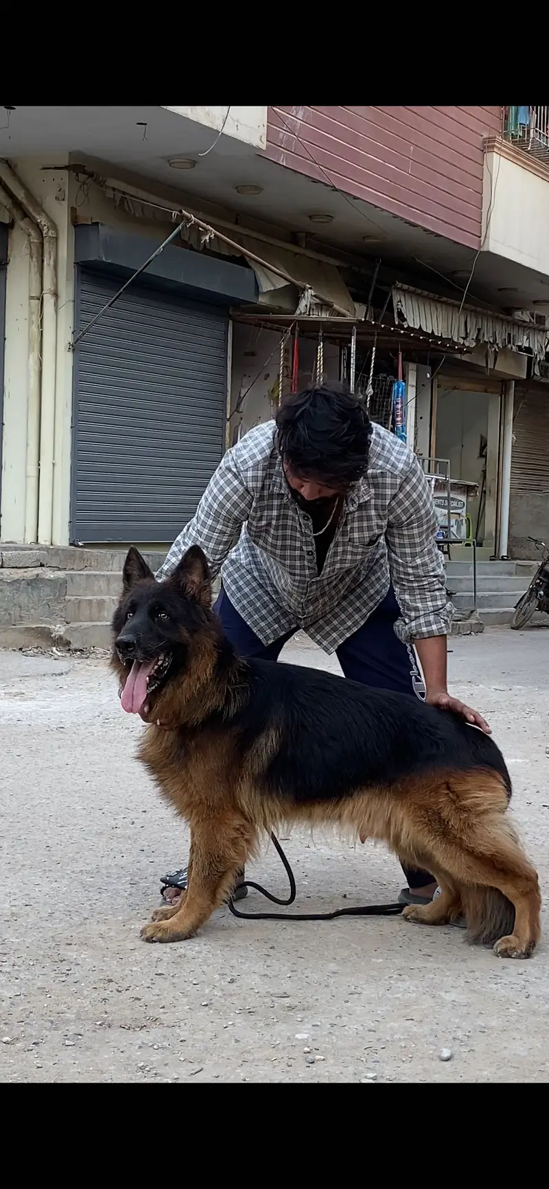 German shepherd stud service — photo 2