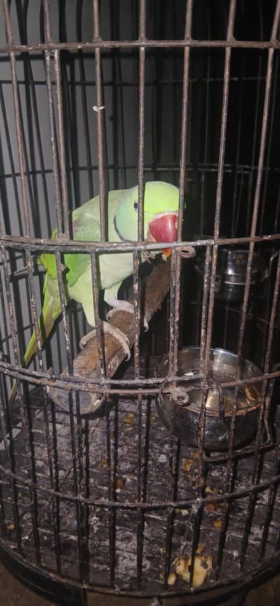 Raw parrot