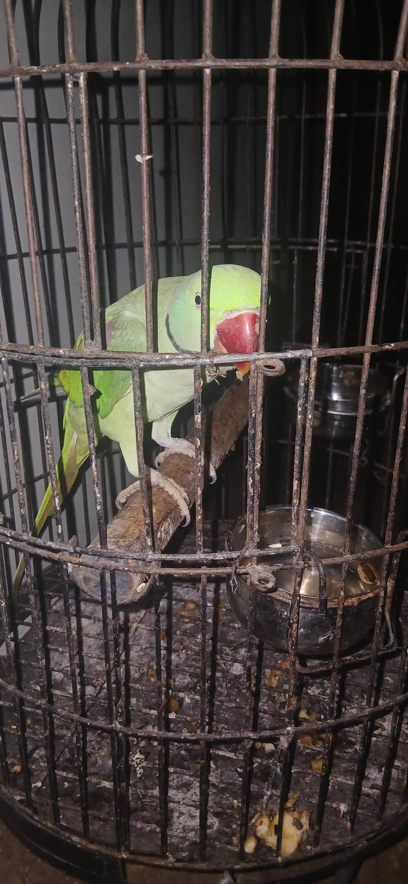 Raw parrot 0