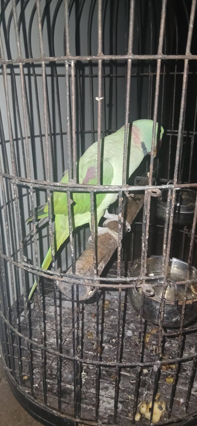 Raw parrot 1