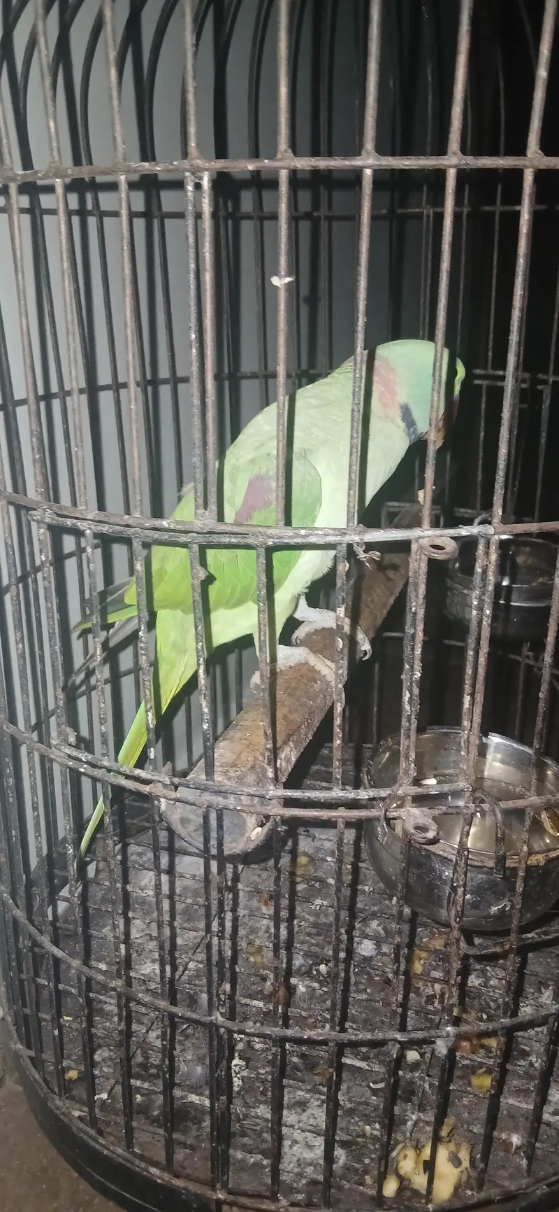 Raw parrot — photo 2