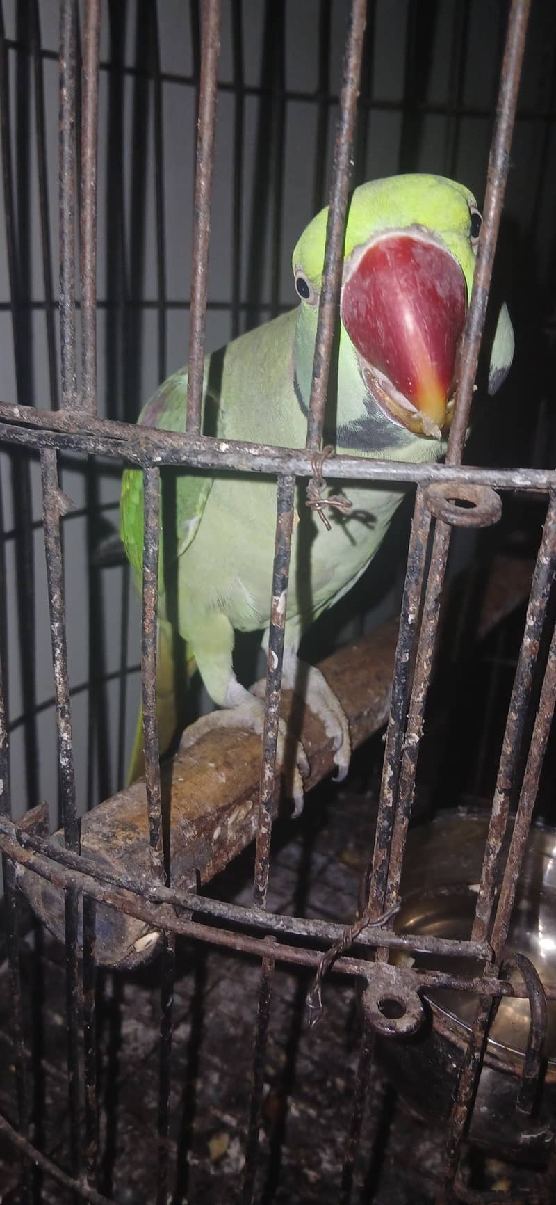 Raw parrot 2