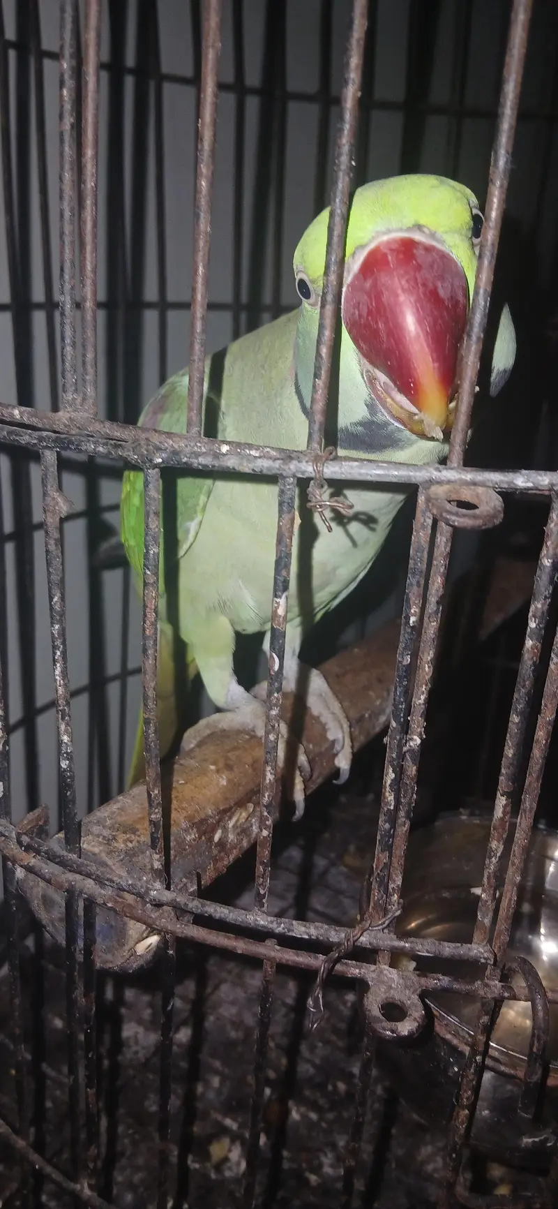 Raw parrot — photo 3