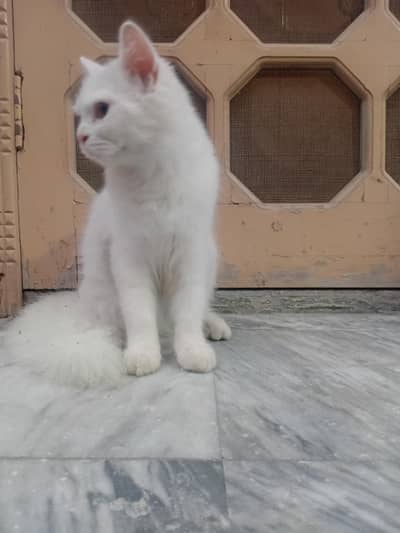 Beautiful White Long Hair Female Cat for Sale